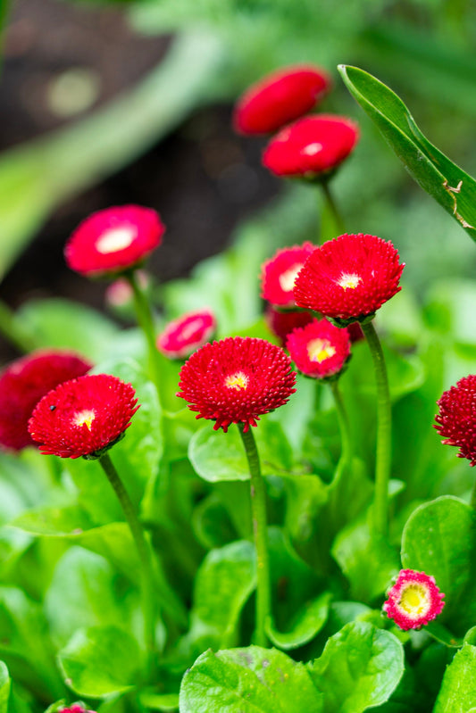 Flowers